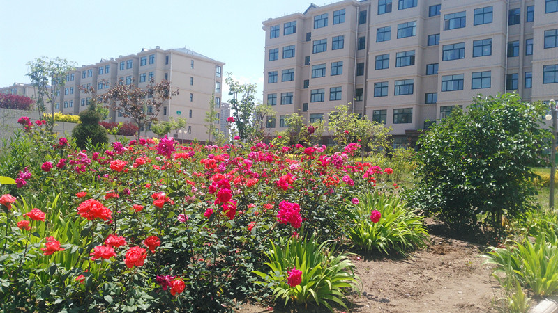 IMG_20170607_115127.jpg IMG_20170607_115127.jpg